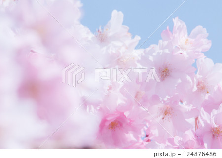 青空に映える満開の桜 124876486