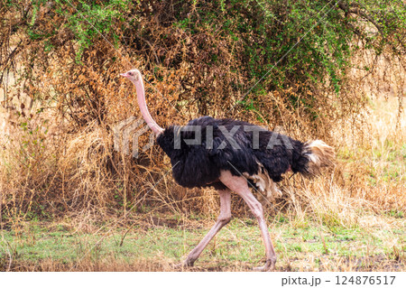 Ostriches in the Serengeti 124876517