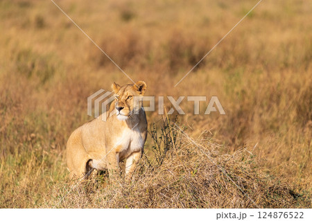 Female lion in the Serengeti 124876522