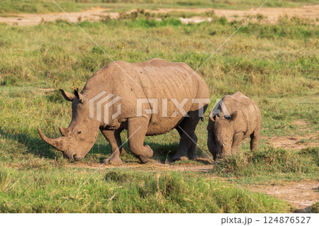 White Rhino with her young 124876527