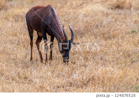 Red Hartebeest in the Serengeti 124876528
