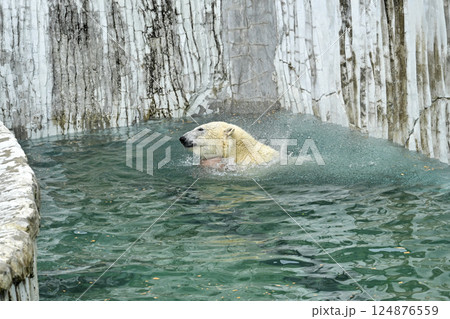 白くま 東山動植物園 124876559