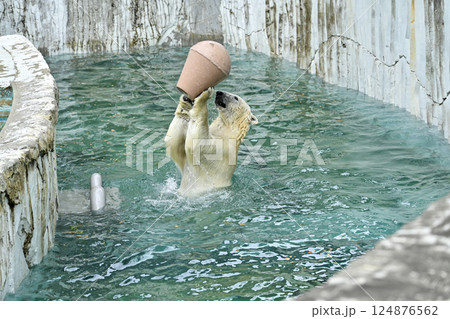 白くま 東山動植物園 124876562