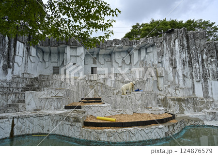 白くま 東山動植物園 124876579