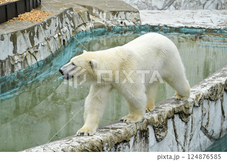 白くま 東山動植物園 白くま 東山動植物園 124876585