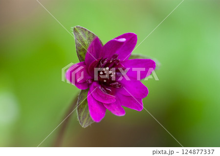 雪割草　赤　赤紫 124877337