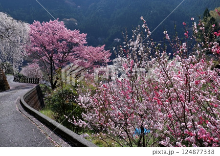 花盛りの別枝を歩く　（高知県　仁淀川町　大石家周辺） 124877338