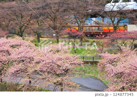 わたらせ渓谷鐵道「水沼の公園から見た桜とトロッコわっしー号」 124877345