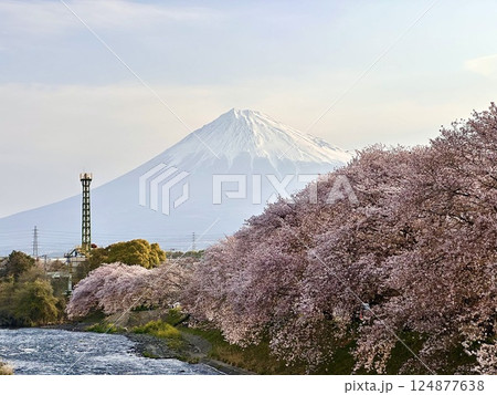 龍巌淵の桜と富士山 龍巌淵の桜と富士山 124877638