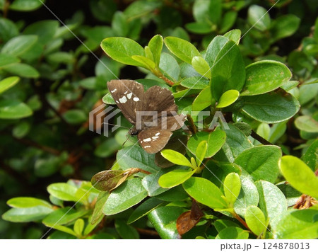 葉の上に止まるダイミョウセセリ 124878013