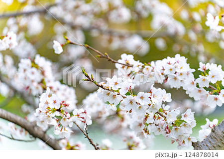 満開の桜 124878014