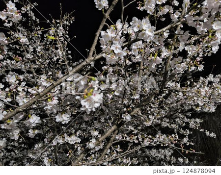ライトアップされた夜桜 124878094