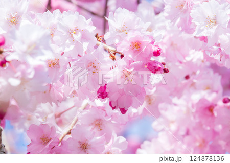青空と美しい満開の桜 124878136
