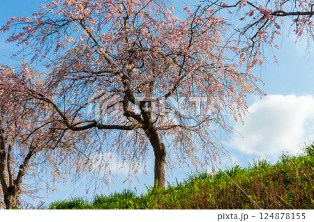 空としだれ桜 124878155