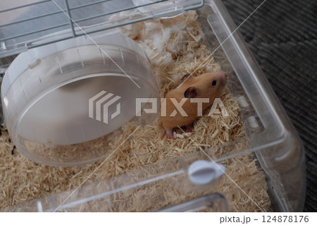 キンクマのハムスターと小屋 124878176