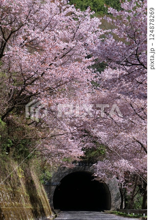 秋葉トンネルを飾る桜　（高知県　仁淀川町） 124878269