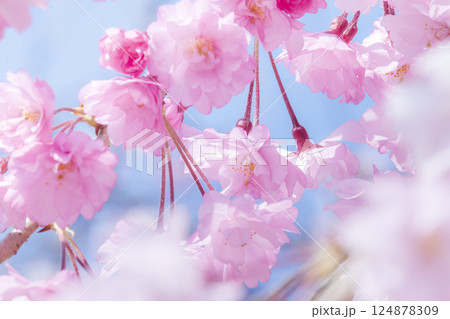 美しいピンクの桜の花 美しいピンクの桜の花 124878309