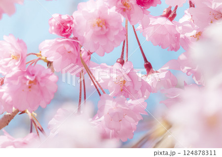 美しいピンクの桜の花 124878311