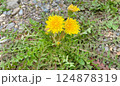 しっかりと根付いて咲くたんぽぽ 124878319