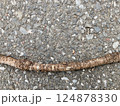 横に渡して置いた枝 124878330