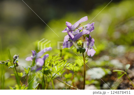 春、山麓の林間にヤマエンゴサクの袋状細長い花...1 124878451