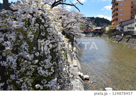 日本の岐阜県　春の高山市　満開の桜と観光名所の中橋と宮川　周辺の街並みと美しい青空 124878457