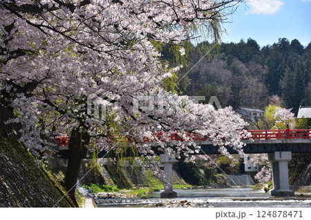 日本の岐阜県 春の高山市 満開の桜と観光名所の中橋と宮川 周辺の街並みと美しい青空 日本の岐阜県 春の高山市 満開の桜と観光名所の中橋と宮川 周辺の街並みと美しい青空 124878471
