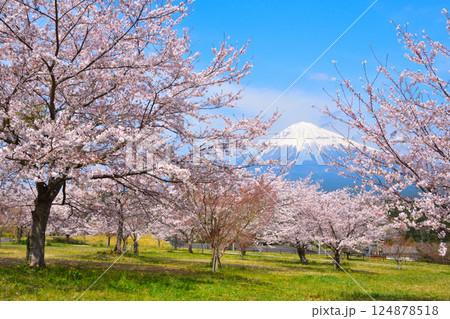 春 桜 富士山 春 桜 富士山 124878518