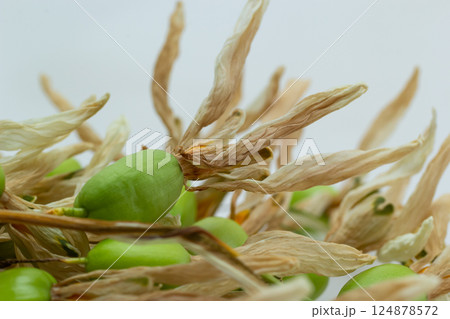 Green seeds and dried pods arranged artfully on a neutral background highlighting natural textures and colors Green seeds and dried pods arranged artfully on a neutral background highlighting natural textures and colors 124878572
