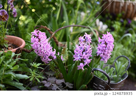 ヒヤシンスの花が生き生きと私の庭で咲く様子 124878935