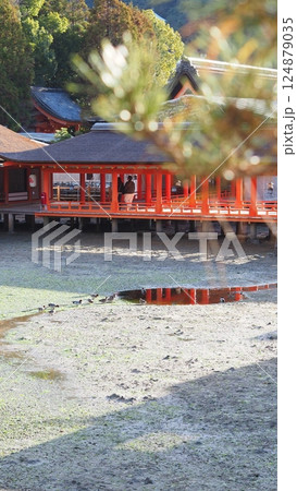 世界遺産、厳島神社の境内 世界遺産、厳島神社の境内 124879035