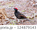 クマゲラ 124879143