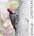 クマゲラ 124879144