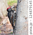 クマゲラ 124879145