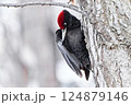 クマゲラ 124879146