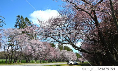 道路に連続する桜並木の名所 124879154