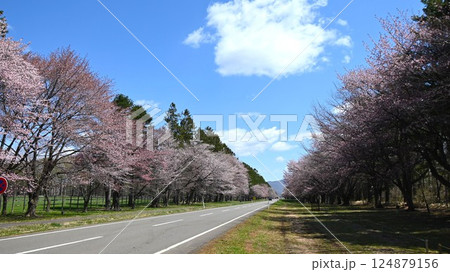 道路両面に連続する桜並木の名所 道路両面に連続する桜並木の名所 124879156