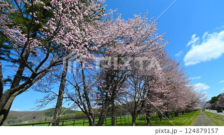 道路に連続する桜並木の名所 124879157