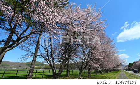 道路に連続する桜並木の名所 道路に連続する桜並木の名所 124879158