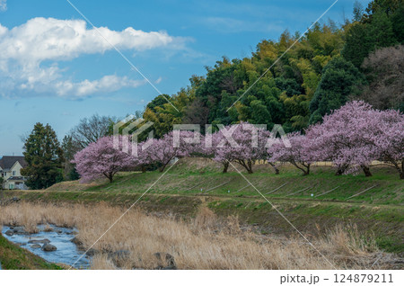 狩川沿いの桜並木 124879211