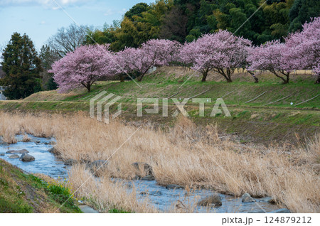 狩川沿いの桜並木 124879212