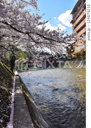 日本の岐阜県　春の高山市　満開の桜と観光名所の中橋　宮川沿いの土手に積もった桜の花びら 124879218