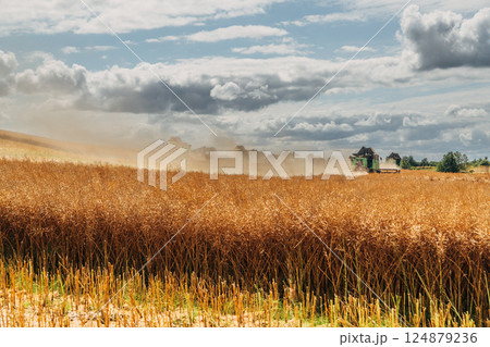 Rapeseed Brassica napus, ripe dry rapeseed in the field. Rapeseed stems before harvesting. 124879236