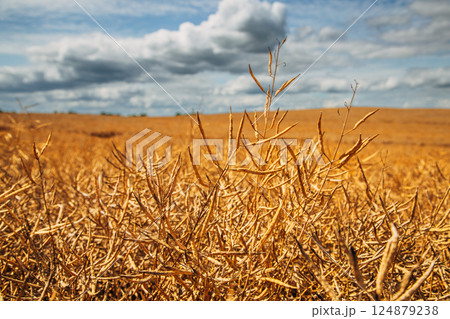 Rapeseed Brassica napus, ripe dry rapeseed in the field. Rapeseed stems before harvesting. Rapeseed Brassica napus, ripe dry rapeseed in the field. Rapeseed stems before harvesting. 124879238