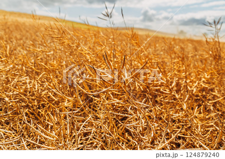 Rapeseed Brassica napus, ripe dry rapeseed in the field. Rapeseed stems before harvesting. 124879240