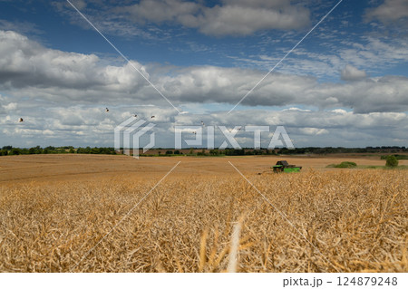 Rapeseed Brassica napus, ripe dry rapeseed in the field. Rapeseed stems before harvesting. Rapeseed Brassica napus, ripe dry rapeseed in the field. Rapeseed stems before harvesting. 124879248