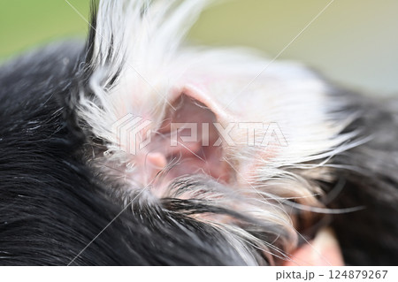 犬の耳のアップ　耳の検査 124879267