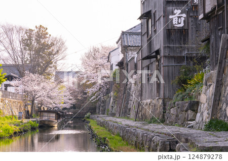 満開の桜と八幡堀（滋賀県近江八幡） 124879278