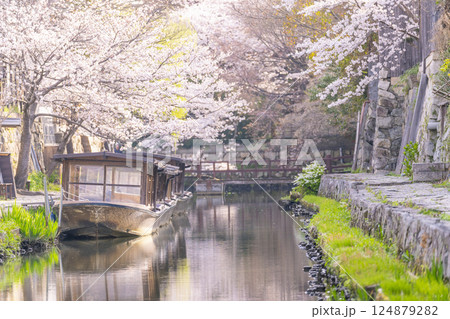 満開の桜と八幡堀（滋賀県近江八幡） 124879282