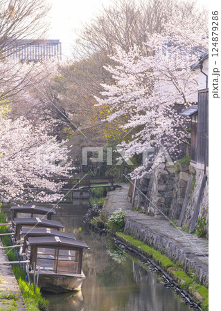 満開の桜と八幡堀（滋賀県近江八幡） 124879286